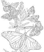 Dibujos para colorearMariposas. Publicado por Nuria Domingo (dibujos colorear mariposas)