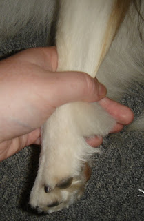  scissors, cut the hair that is hanging below the dog's 