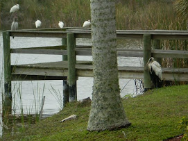 Sanibel