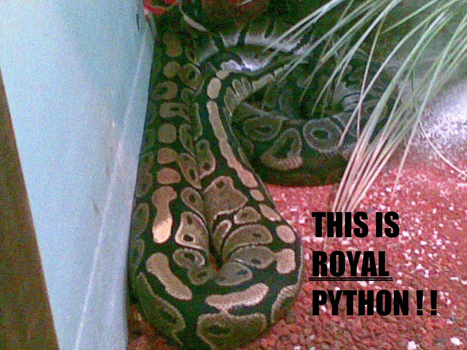 [Royal+python1.JPG]