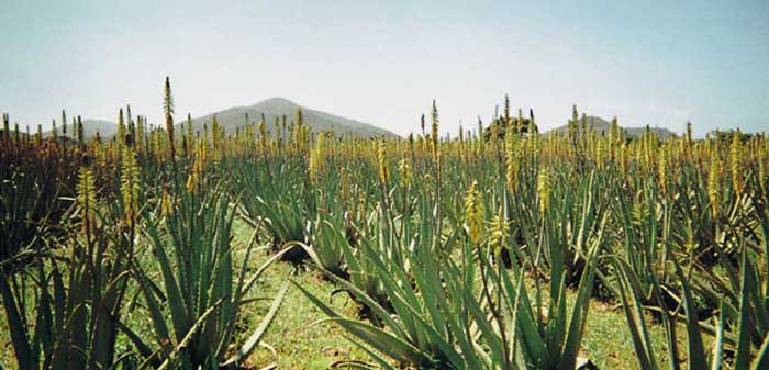 [ALOE.jpg]