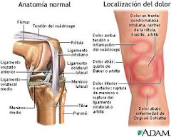 bimecanica