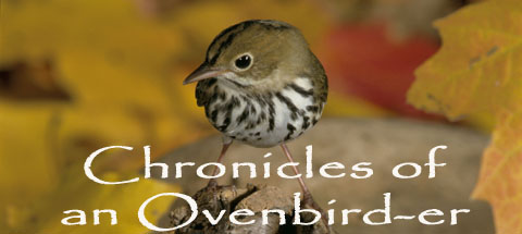 Chronicles of an Ovenbird-er