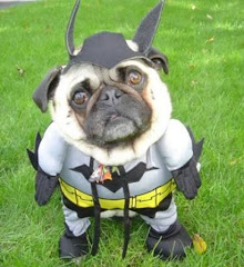 Batdog