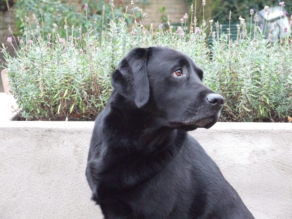 Black Lab Wallpaper