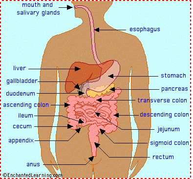 blank digestive system diagram kids. Pretty System eliminates