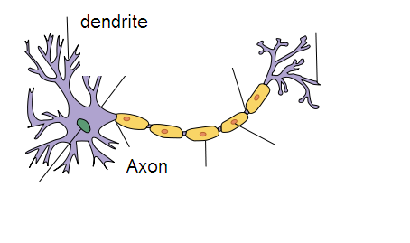 BRITTANY'S ANATOMY BLOG!!!: Basic Nervous System Worksheet