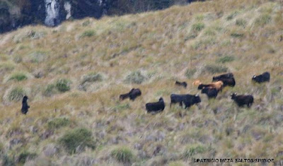 Cows Attack Bear
