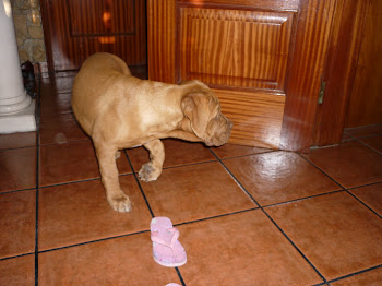 A benedita a explorar o novo lar