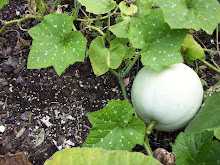 white pumpkin