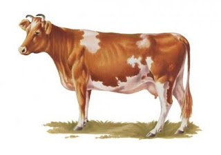 гернзейская молочная корова