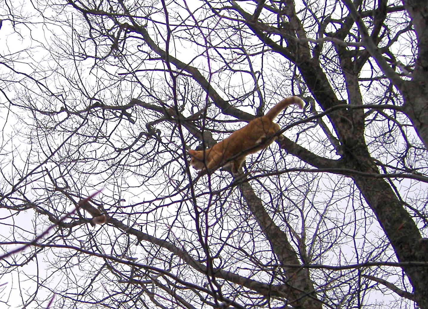 cat chasing squirrel