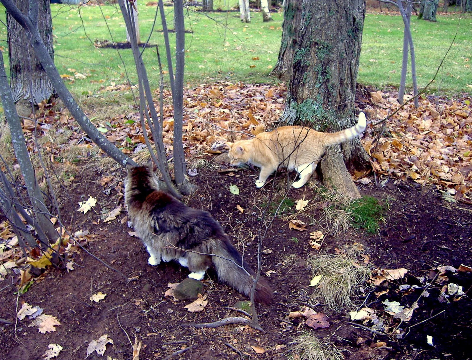 Pat's Cats Chasing the Squirrel (December 2009)