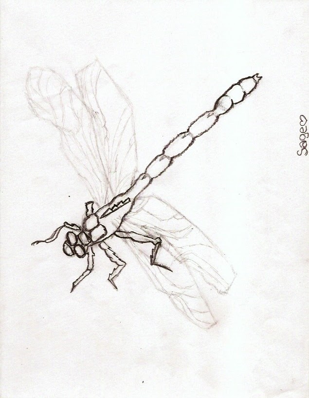 Pretty+dragonfly+drawing