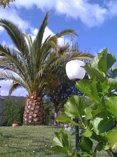 martin exposito casita de ferreira en O Valadouro Alaxe palmera espectacular