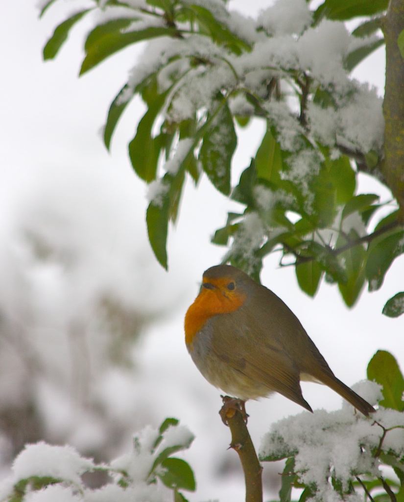 [IMG_6598+-+2010-01-05+at+10-38-08.jpg]