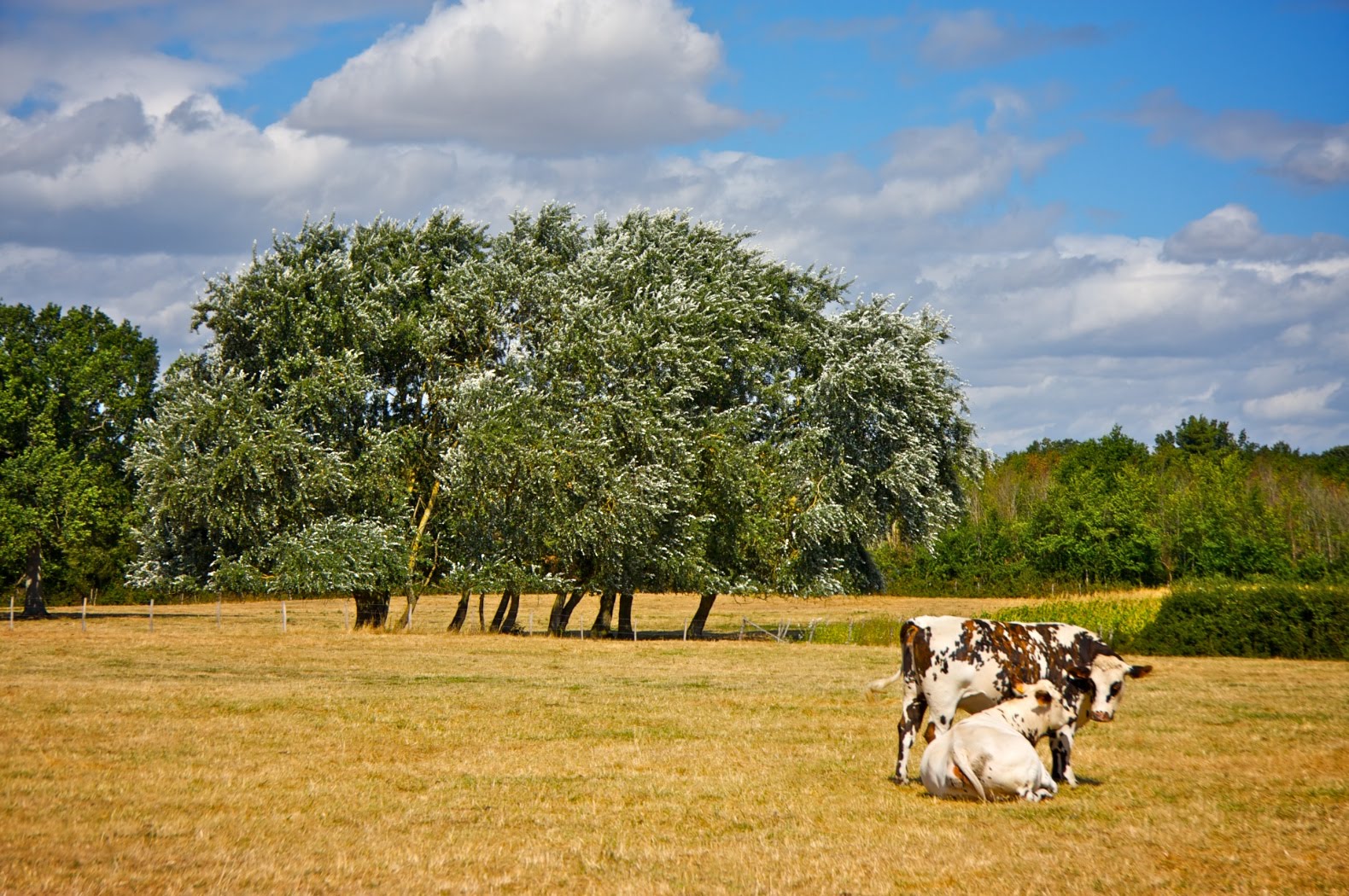 [IMG_0280+-+2009-08-26+at+11-16-22.jpg]