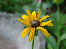 Rudbeckia hirta