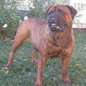 bullmastiff aggressive