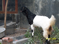 Kambing Betinaku
