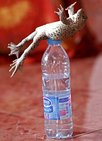 [frog5.jpg]