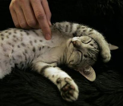 [kittybelly.jpg]