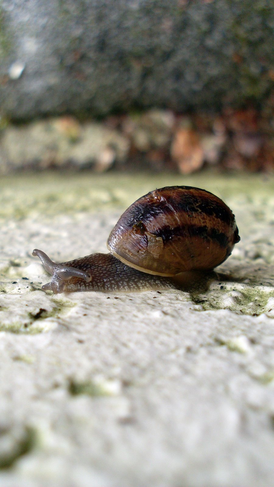 [SL372677.JPG]