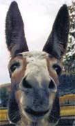 [burro.JPG]