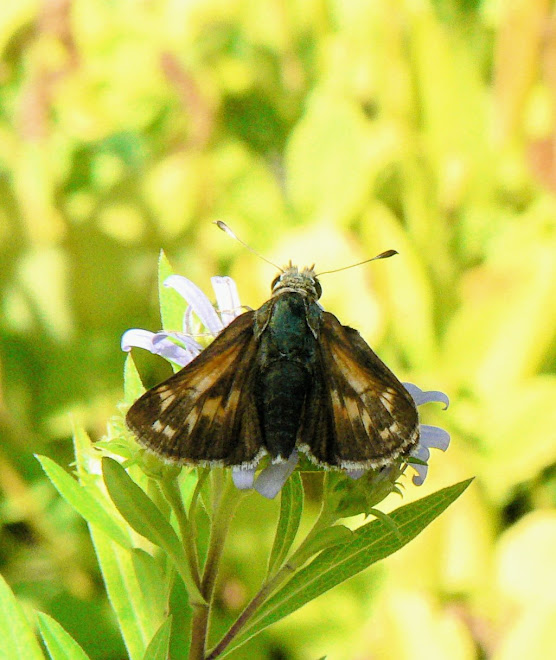 Western Branded Skipper