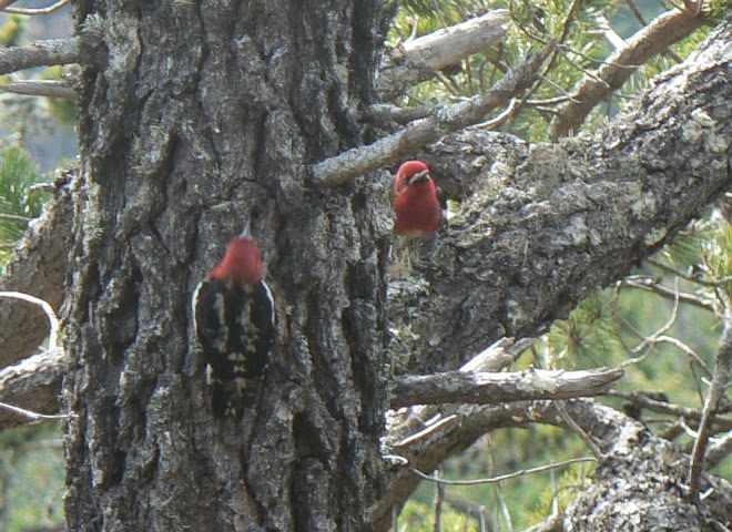 Red-Breasted Sapsuckers