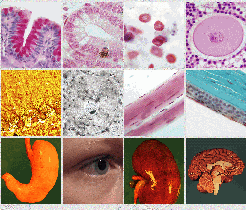 [welcome-to-histology-online.gif]