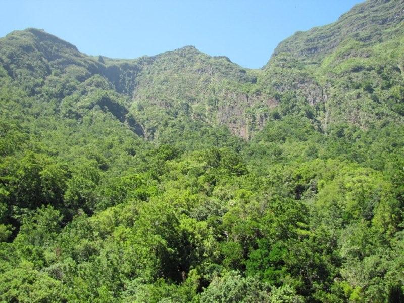Trees Of Santa Cruz County Pittosporum Undulatum Victorian Box