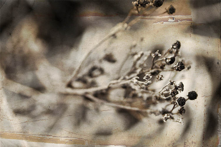 [camehomewithdeadflowers.jpg]