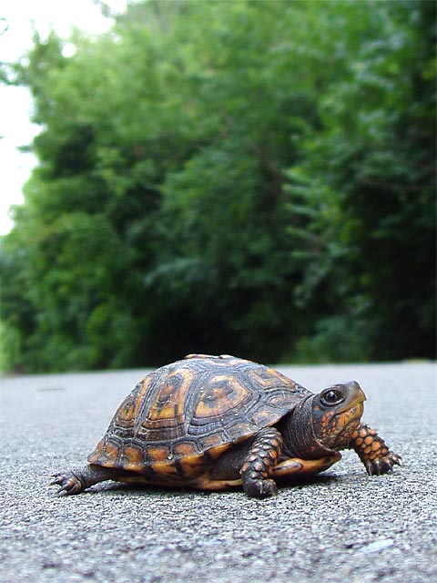 [turtle.jpg]