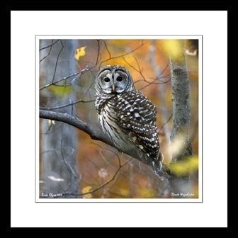 [owllookingstraight.JPG]