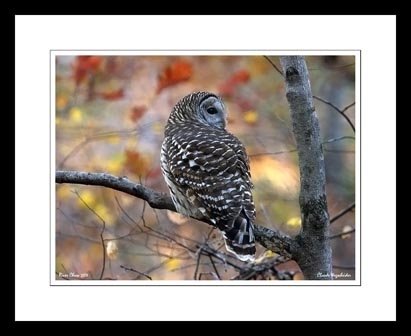 [owllookingleft.JPG]