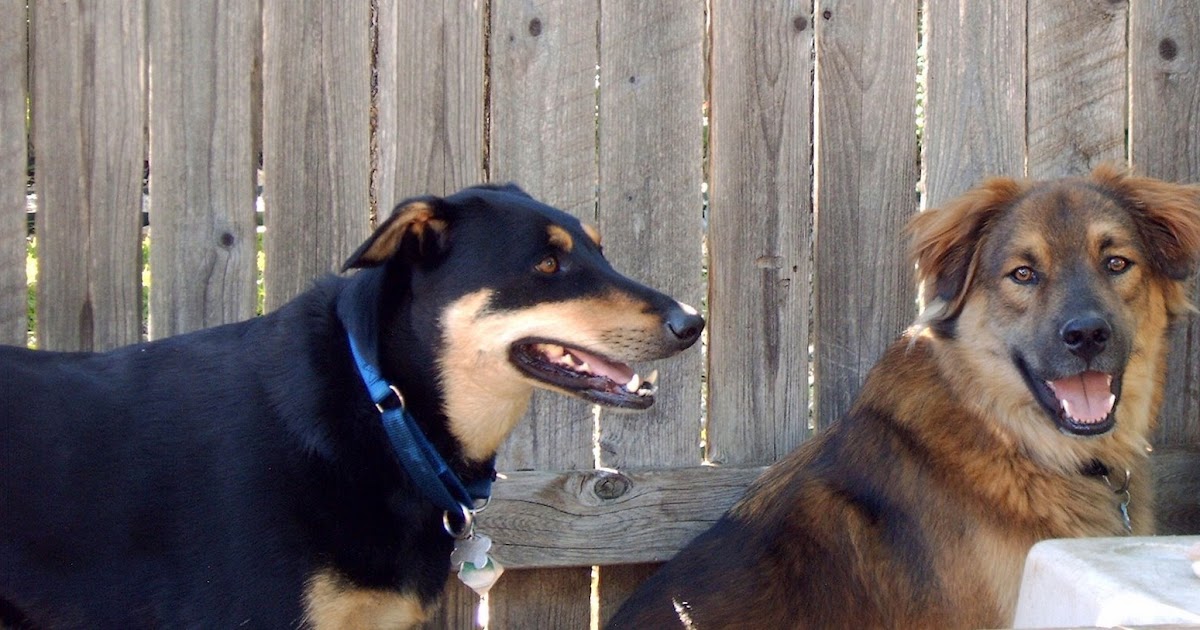 German Shepherd Rescue Central Texas Treating Paw Pad Injuries