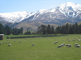 坎特布里平原上吃草的羊