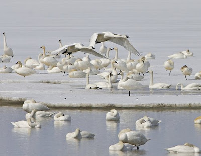 Swan Migration