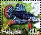 [FightingFish_LocalFightingFish_50sen.jpg]