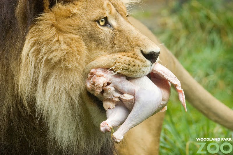 Lion eating Chicken