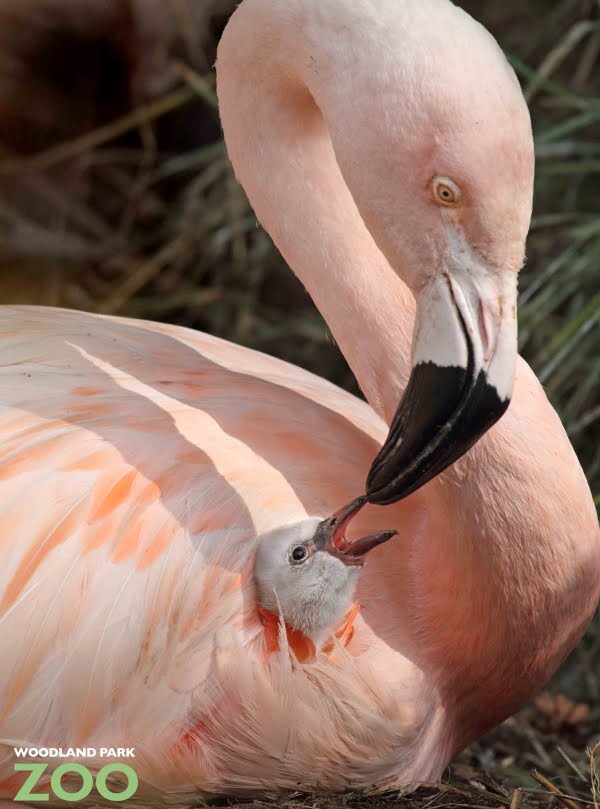 Flamingo Chick