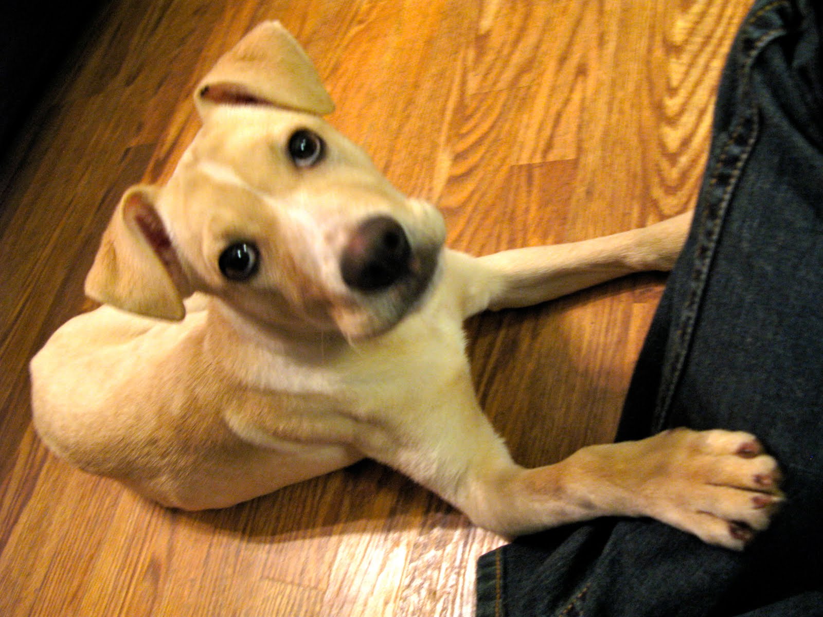 the foster roster lily lab/terrier mix