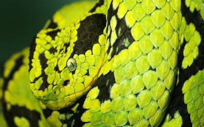 [Colorful-Snakes+(1).jpg]