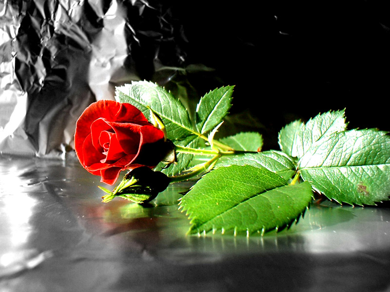                என் நட்பேதாண்டா...நீ. ( என் 3000வது பதிவு )                      Beautiful_Roses+(12)