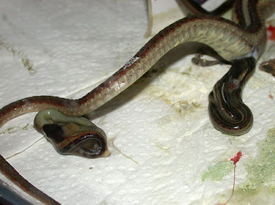 ஒரு பாம்பு தன் குட்டியை ஈனும் காட்சிகள் - அரிய படங்கள் Birth-Snake+%2813%29