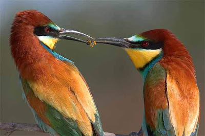 மிக ஜாலியான பறவைகளின் படங்கள் BirdsAction+%285%29