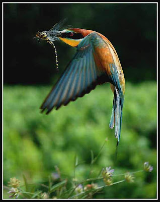 மிக ஜாலியான பறவைகளின் படங்கள் BirdsAction+%286%29