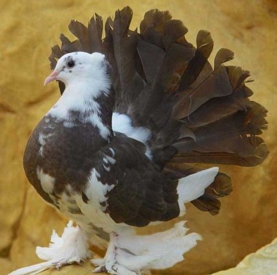 Amazing Pigeons