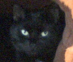 Mama's Boy, Magic